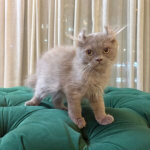 Virgo – Male American Curl