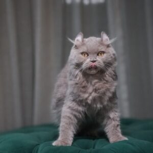 Virgo – Male American Curl