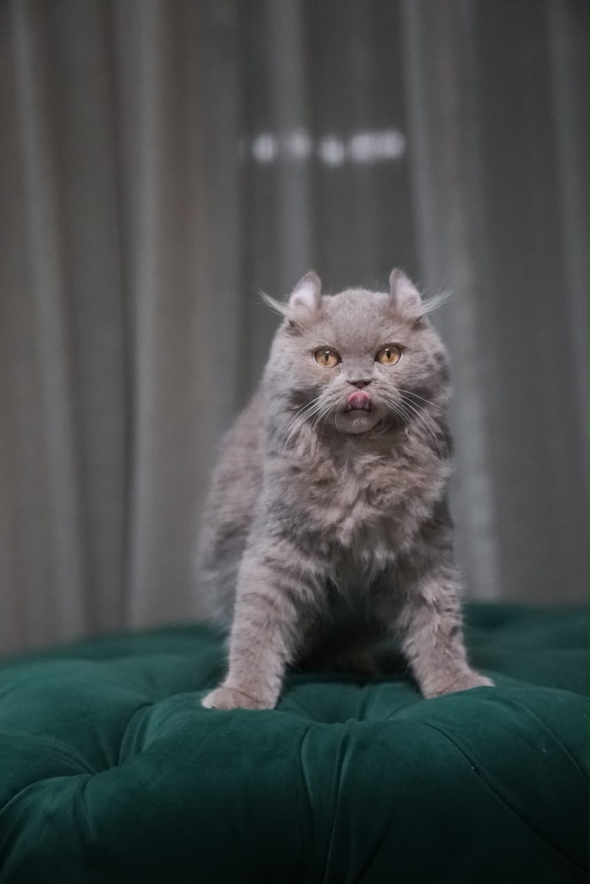 Virgo – Male American Curl