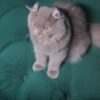 Virgo – Male American Curl - Image 3