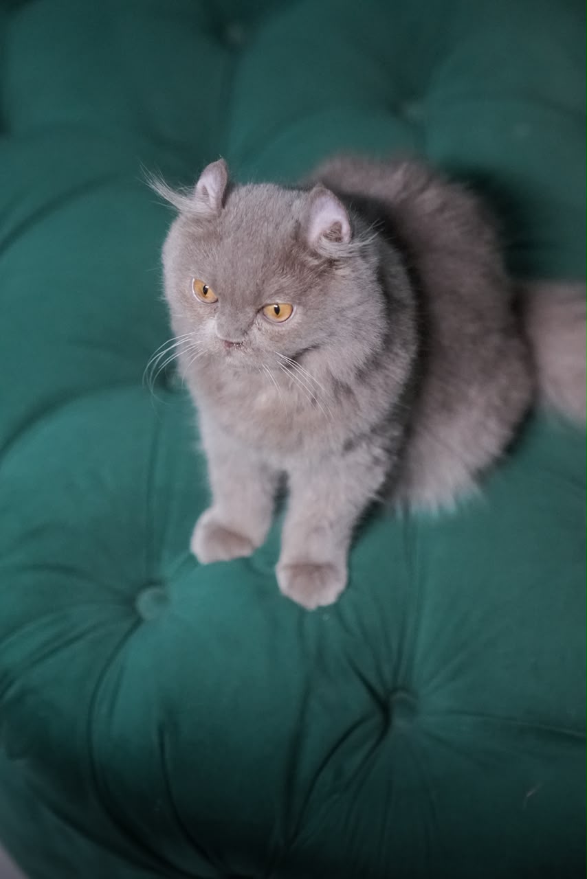 Virgo – Male American Curl - Image 3