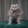Virgo – Male American Curl - Image 4