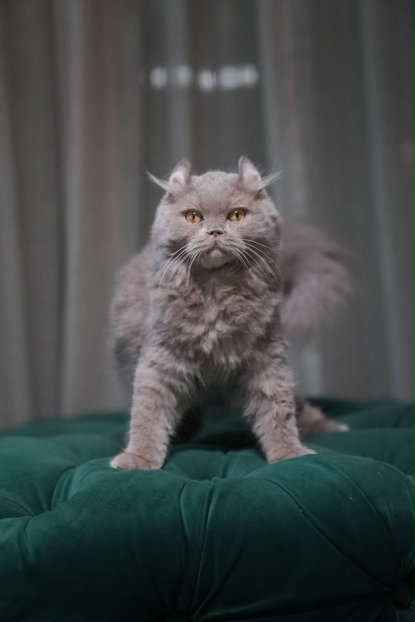 Virgo – Male American Curl - Image 4
