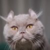 Virgo – Male American Curl - Image 5