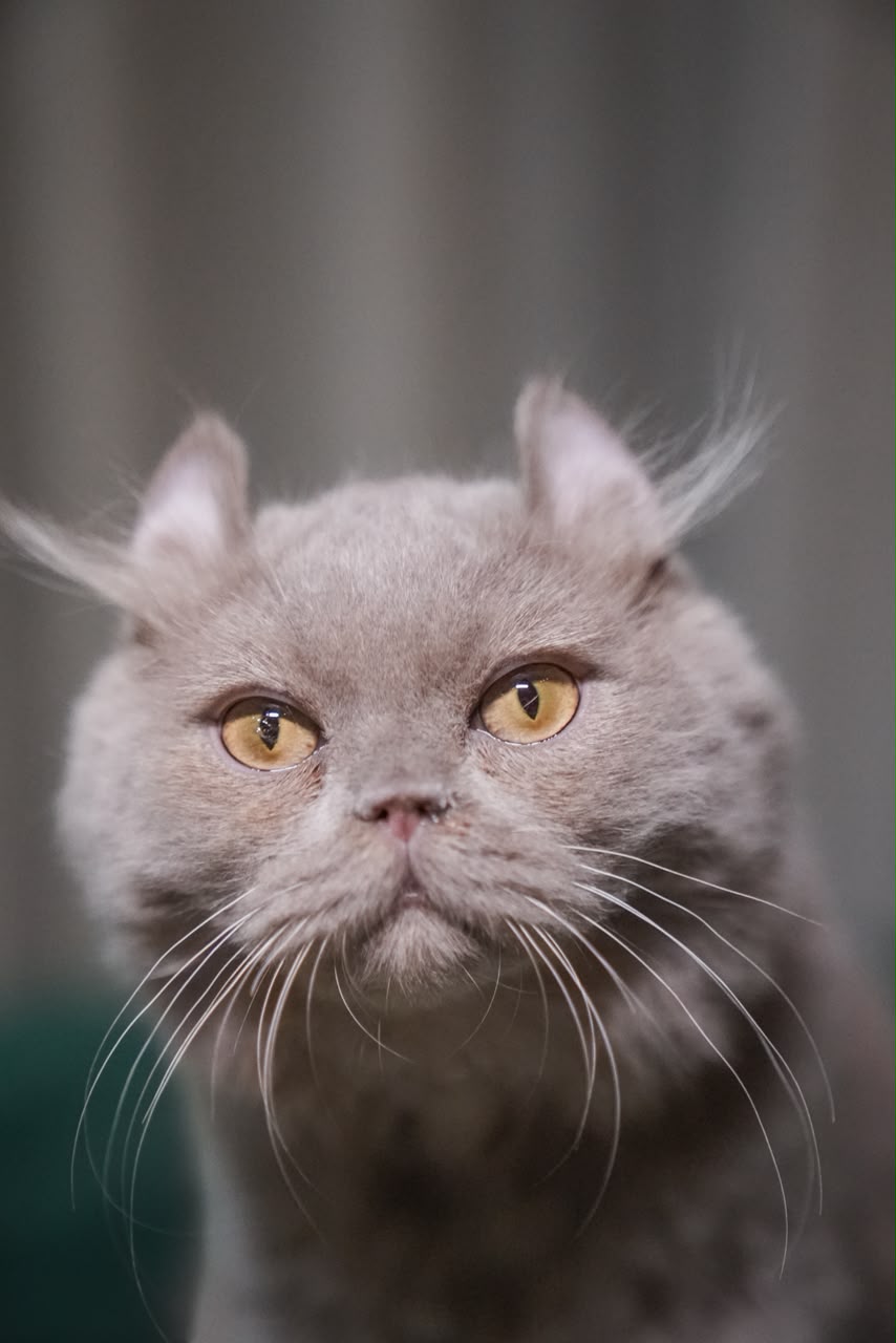 Virgo – Male American Curl - Image 5
