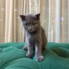 Penny - Scottish Fold - Image 2