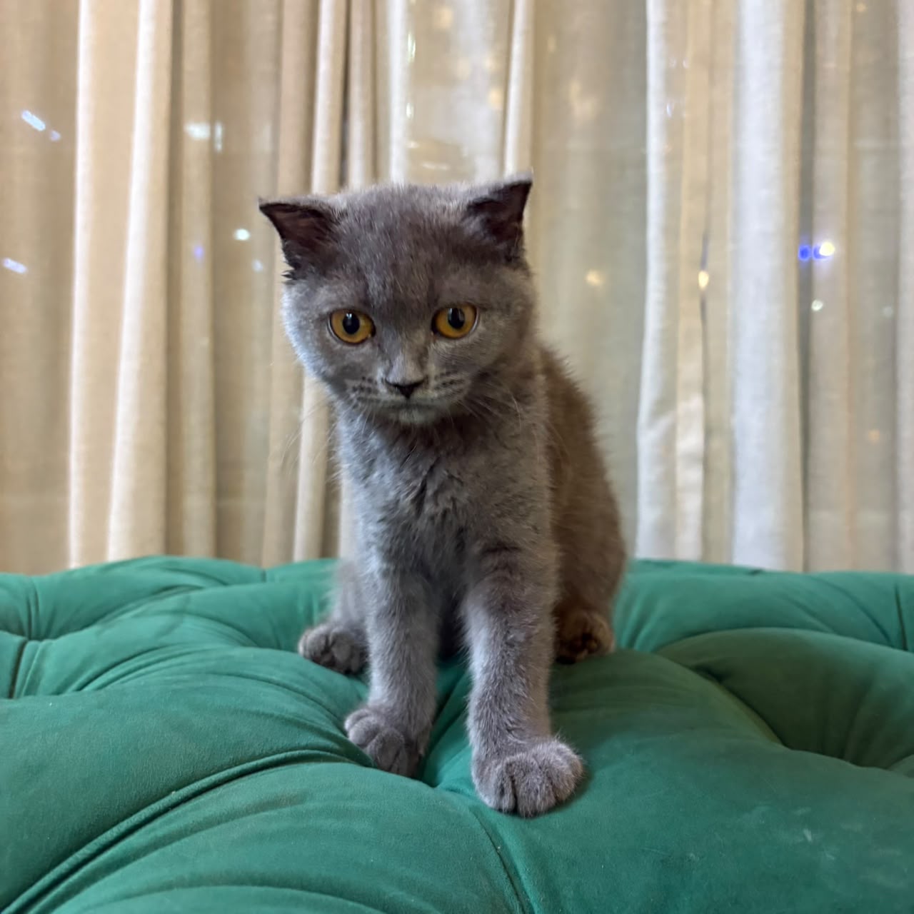 Penny - Scottish Fold - Image 2