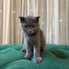 Penny - Scottish Fold - Image 3
