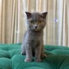 Penny - Scottish Fold - Image 4