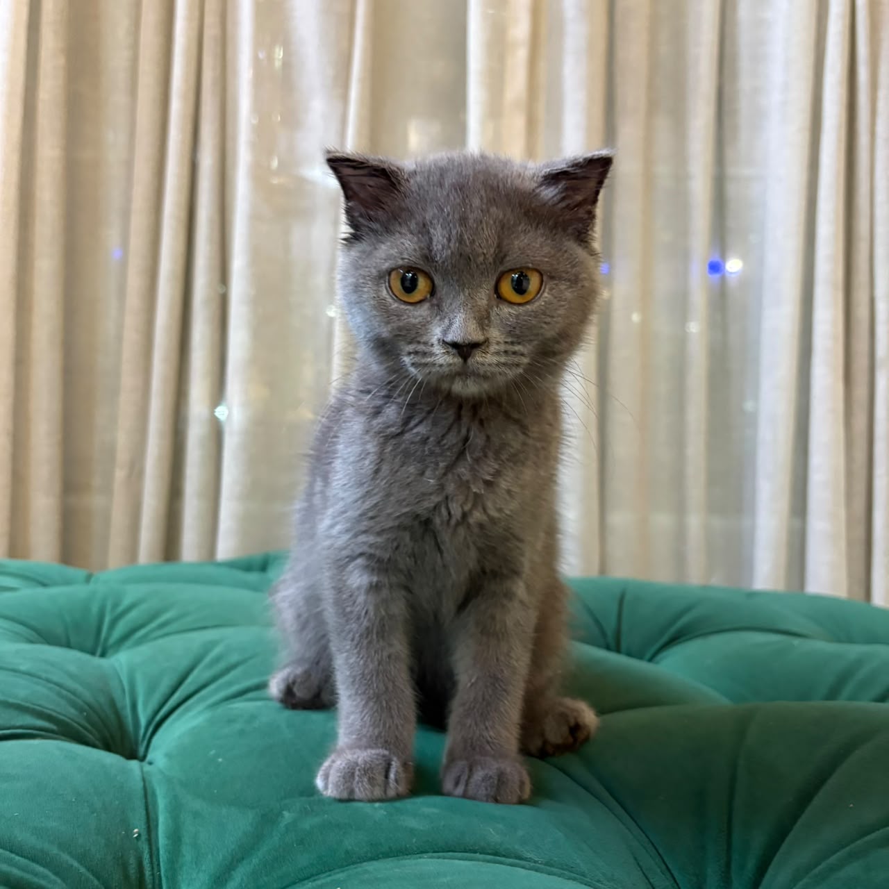 Penny - Scottish Fold - Image 4