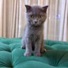 Penny - Scottish Fold