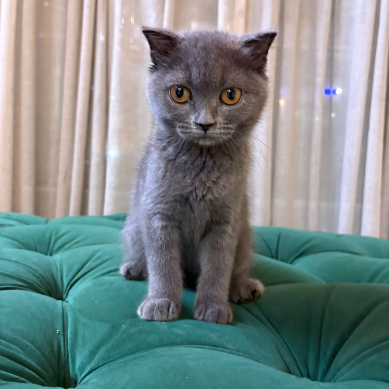 Penny - Scottish Fold