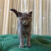 Penny - Scottish Fold - Image 6