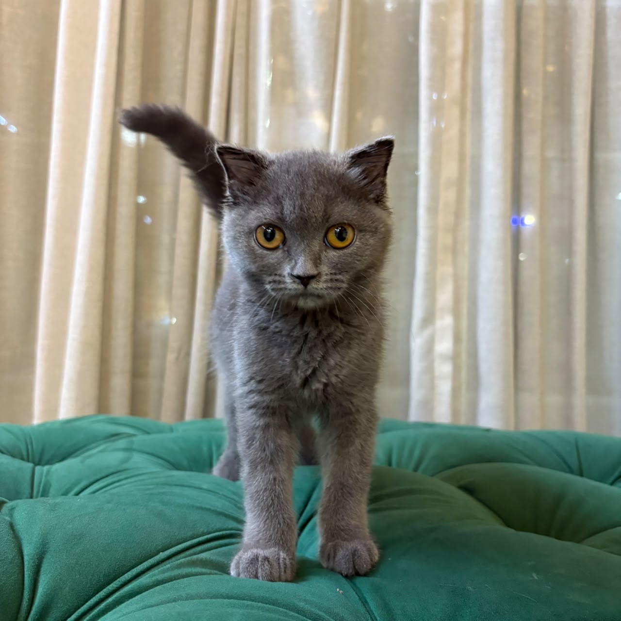 Penny - Scottish Fold - Image 6