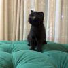 Libra – Scottish Fold - Image 2