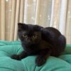 Libra – Scottish Fold - Image 4