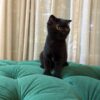 Libra – Scottish Fold - Image 3