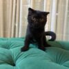 Libra – Scottish Fold - Image 5