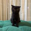 Libra – Scottish Fold - Image 7