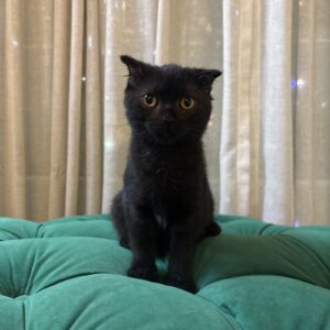 Libra – Scottish Fold