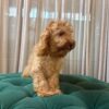 Pisces – Cockapoo - Image 2