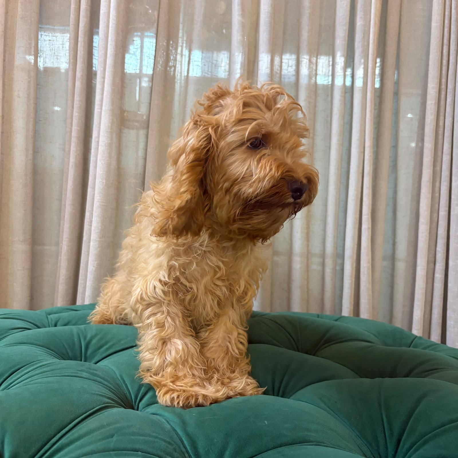 Pisces – Cockapoo - Image 2