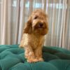 Pisces – Cockapoo - Image 3
