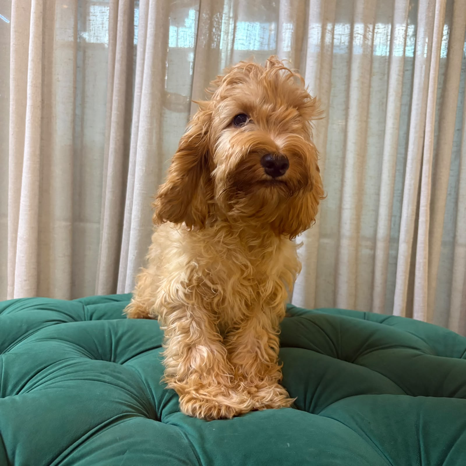 Pisces – Cockapoo - Image 3