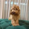Pisces – Cockapoo