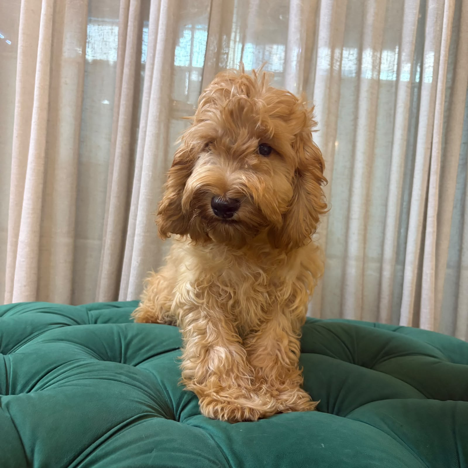 Pisces – Cockapoo