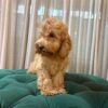 Pisces – Cockapoo - Image 5