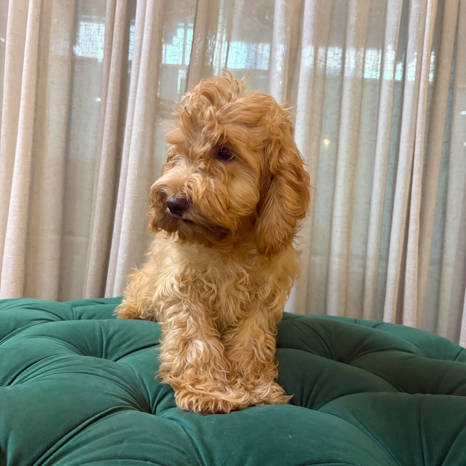 Pisces – Cockapoo - Image 5