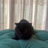 Libra – Scottish Fold - Image 5
