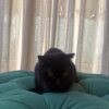 Libra – Scottish Fold - Image 4