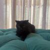 Libra – Scottish Fold - Image 3