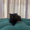 Libra – Scottish Fold