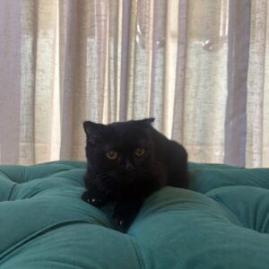 Libra – Scottish Fold