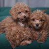 Male Poodles - Image 2