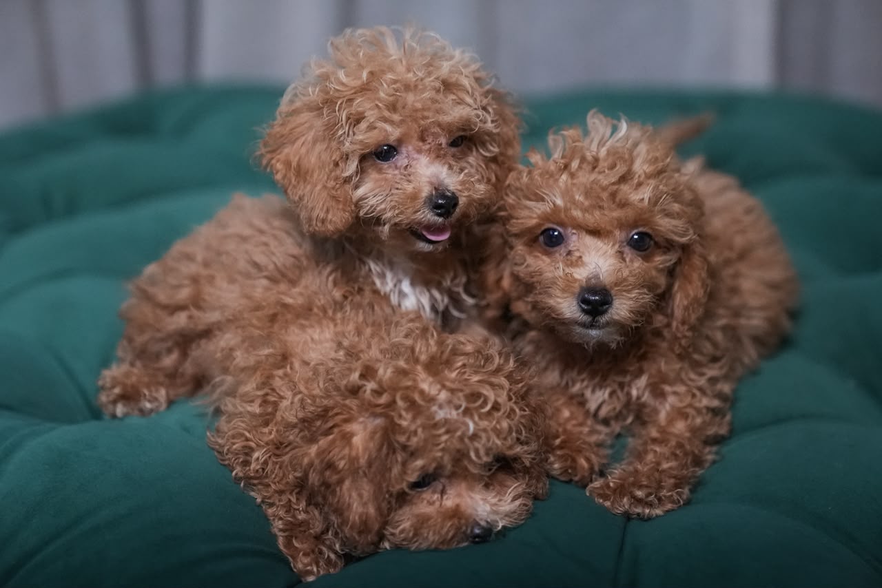 Male Poodles - Image 2