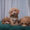 Male Poodles - Image 3