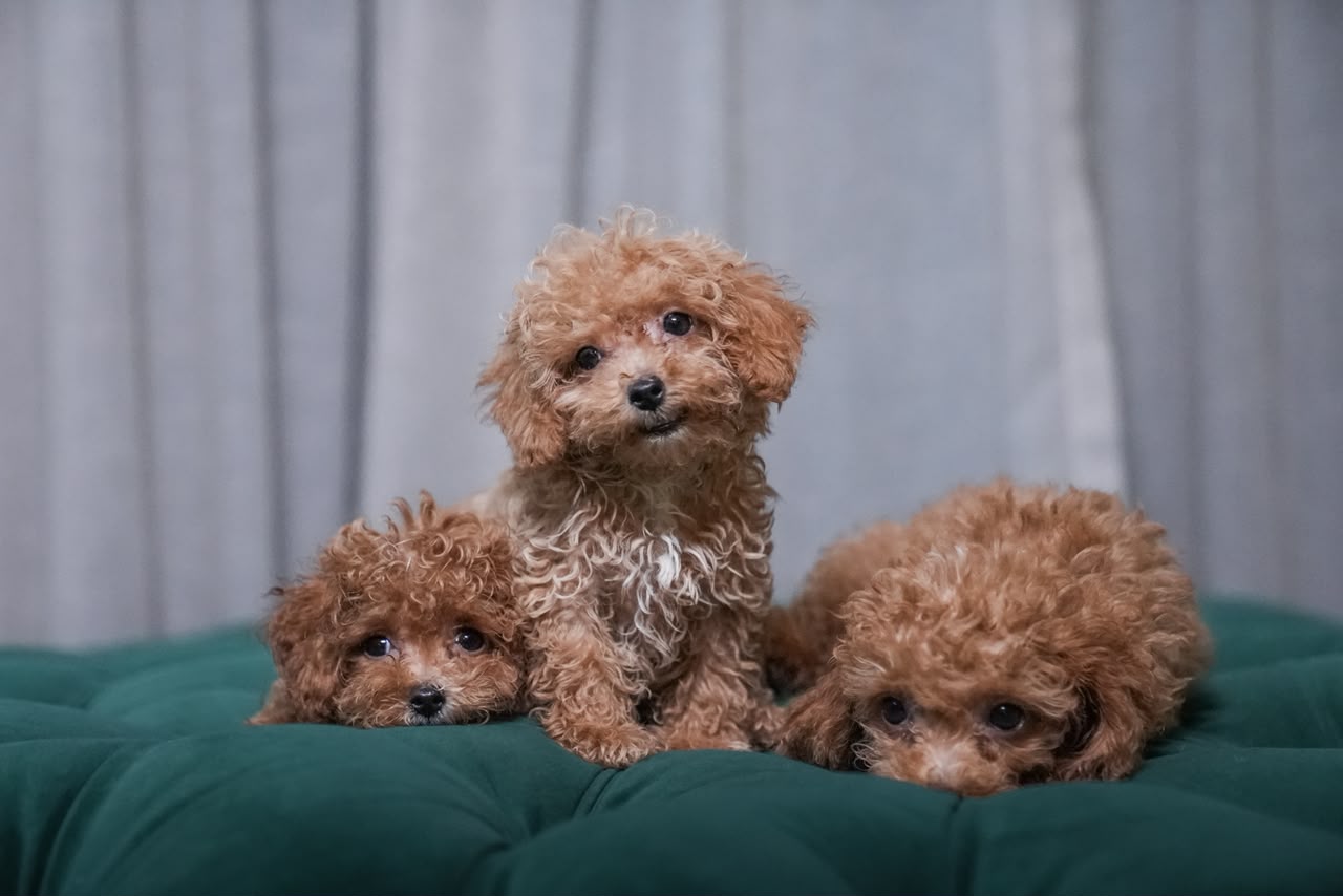 Male Poodles - Image 3