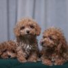 Male Poodles