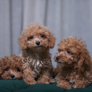 Male Poodles