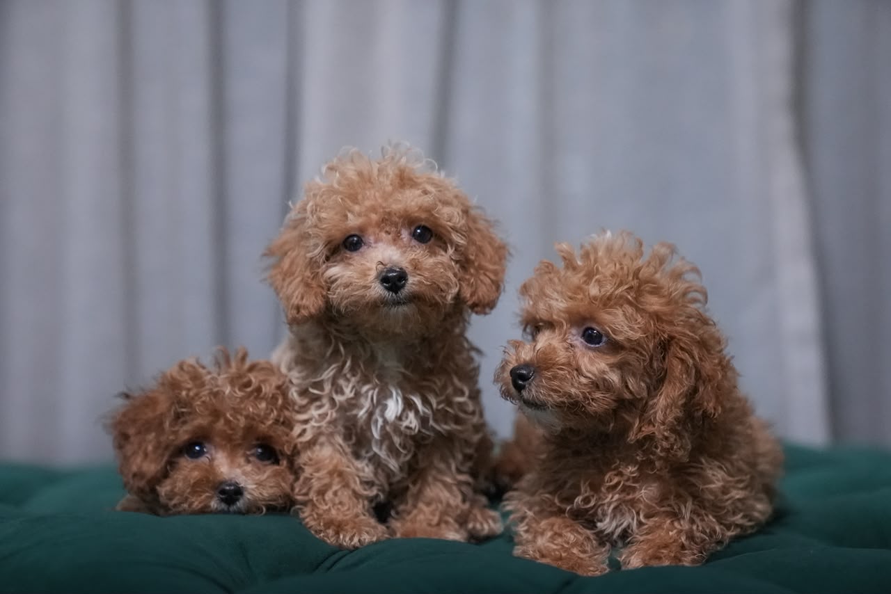 Male Poodles