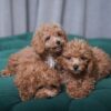 Male Poodles - Image 5