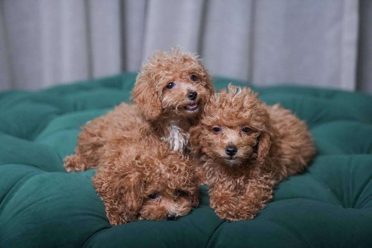 Male Poodles - Image 5