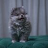 Scorpio - Pomeranian - Image 2
