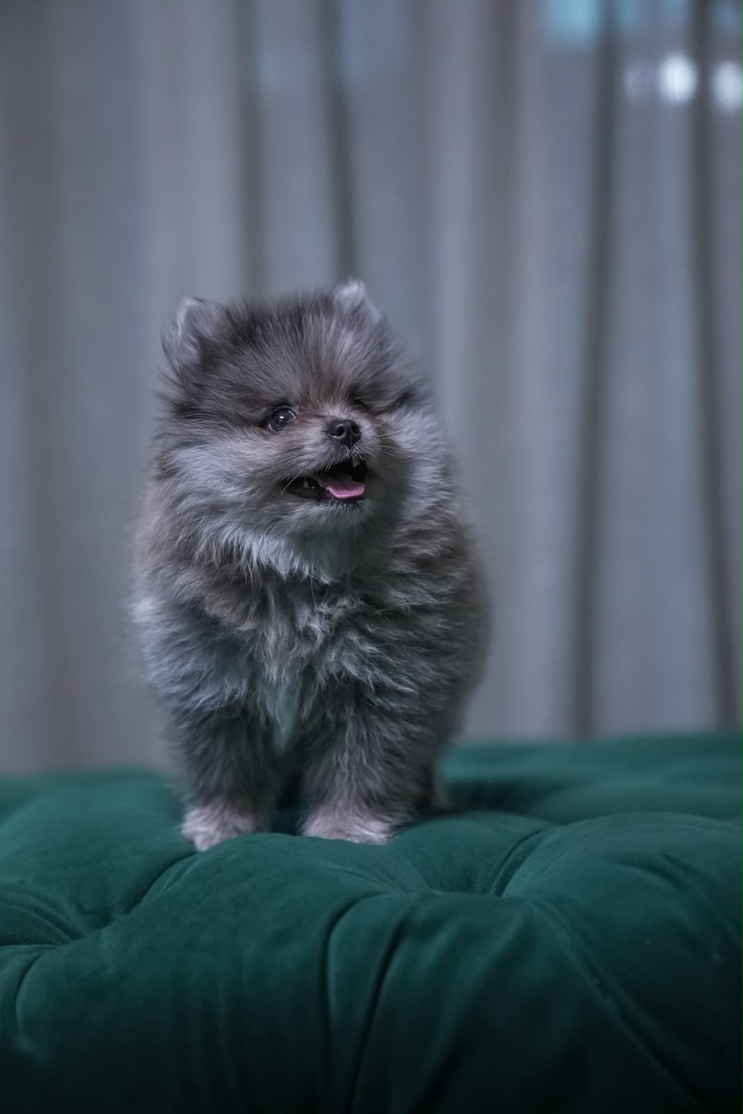 Scorpio - Pomeranian - Image 2