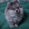 Scorpio - Pomeranian - Image 3