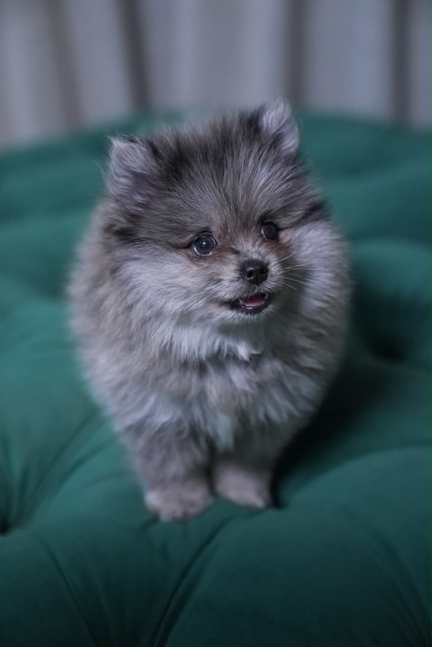 Scorpio - Pomeranian - Image 3